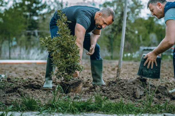 Tree and Shrub Care in Sunland Park, NM